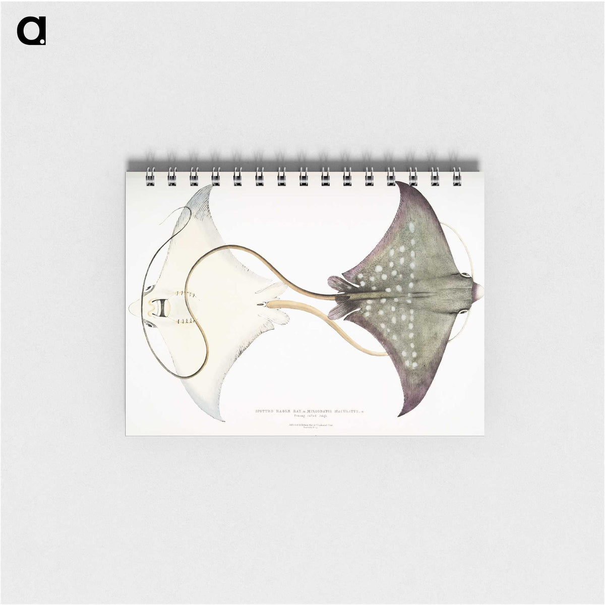 1-4_Indian-Zoology_memo