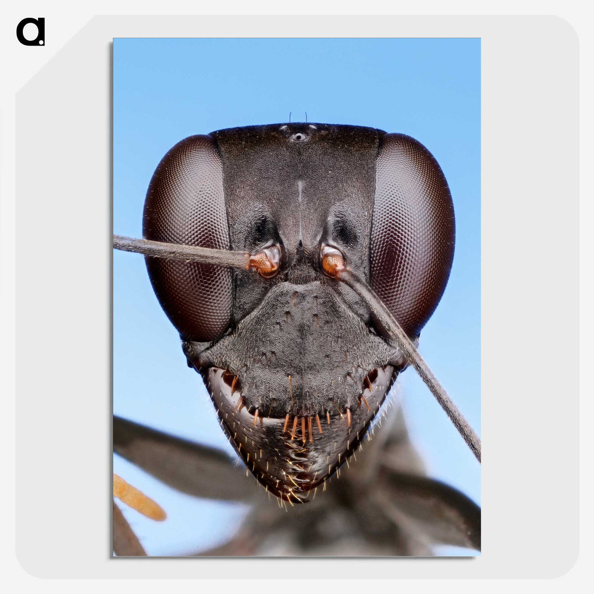 1-4_Insects-Unlocked-Project_picture-crop
