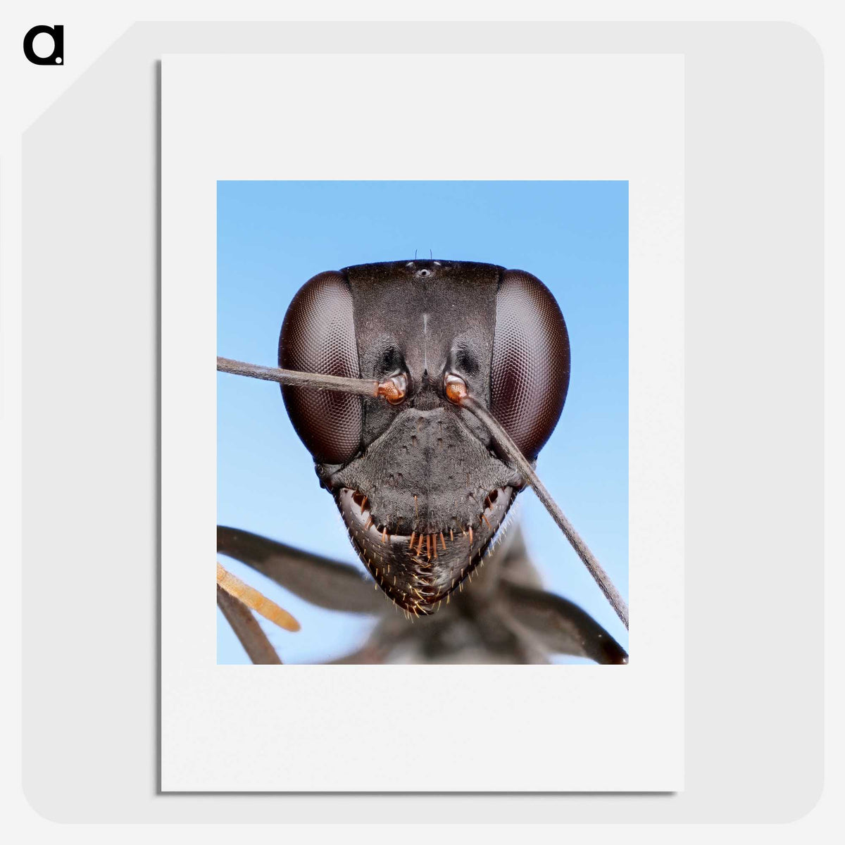 1-4_Insects-Unlocked-Project_picture