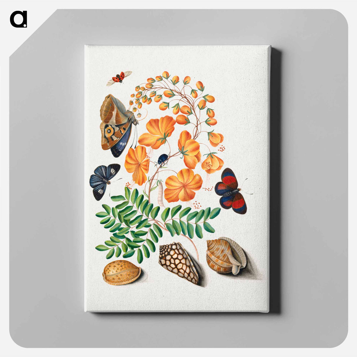 アートパネル-Blackburne's Natural History Cabinet
- ジェームズ ボルトン Canvas.