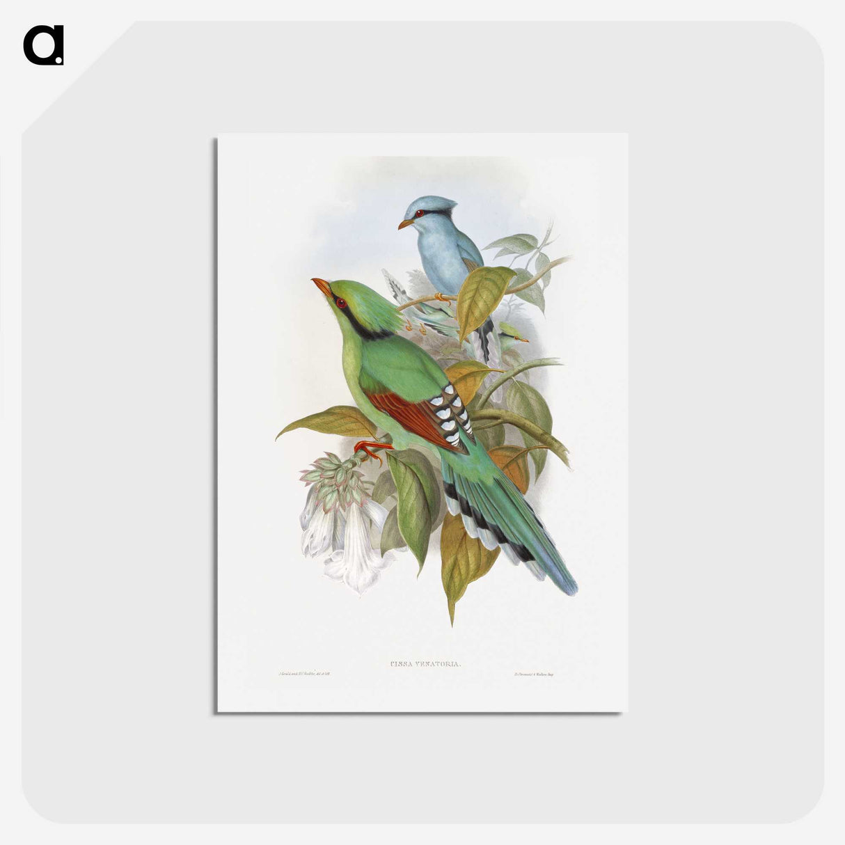 1-4_John-Gould_hagaki