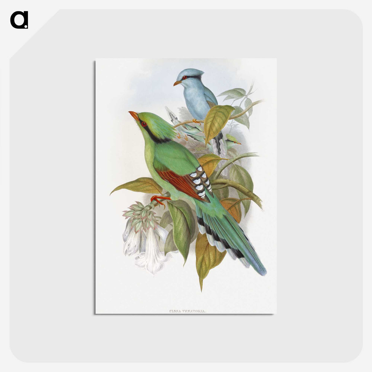 1-4_John-Gould_postcard