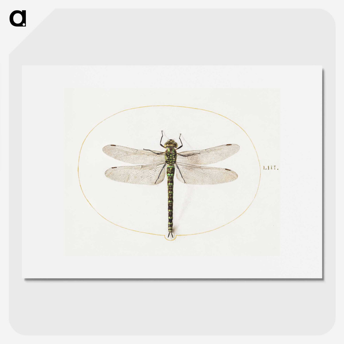 1-4_Joris-Hoefnagel_picture