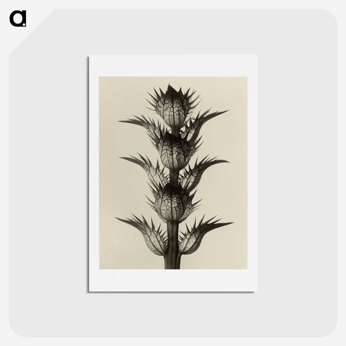 1-4_Karl-Blossfeldt_hagaki