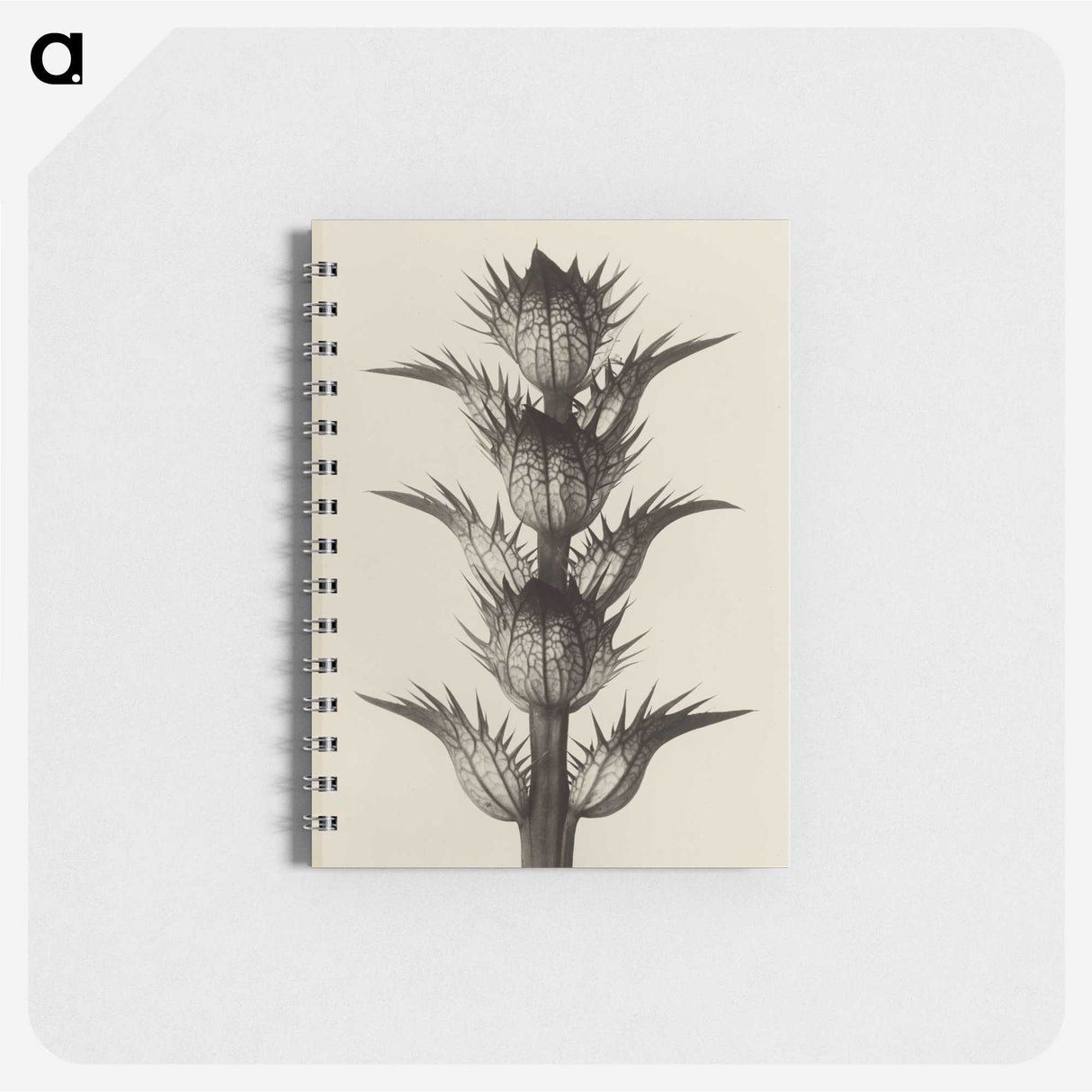 1-4_Karl-Blossfeldt_memo