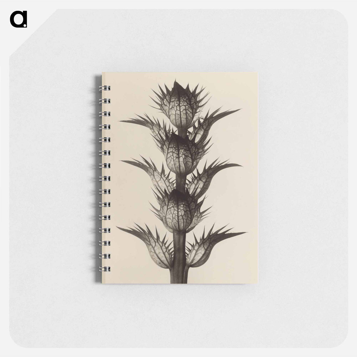 アートメモ帳-Acanthus mollis - カール ブロスフェルト Memo.