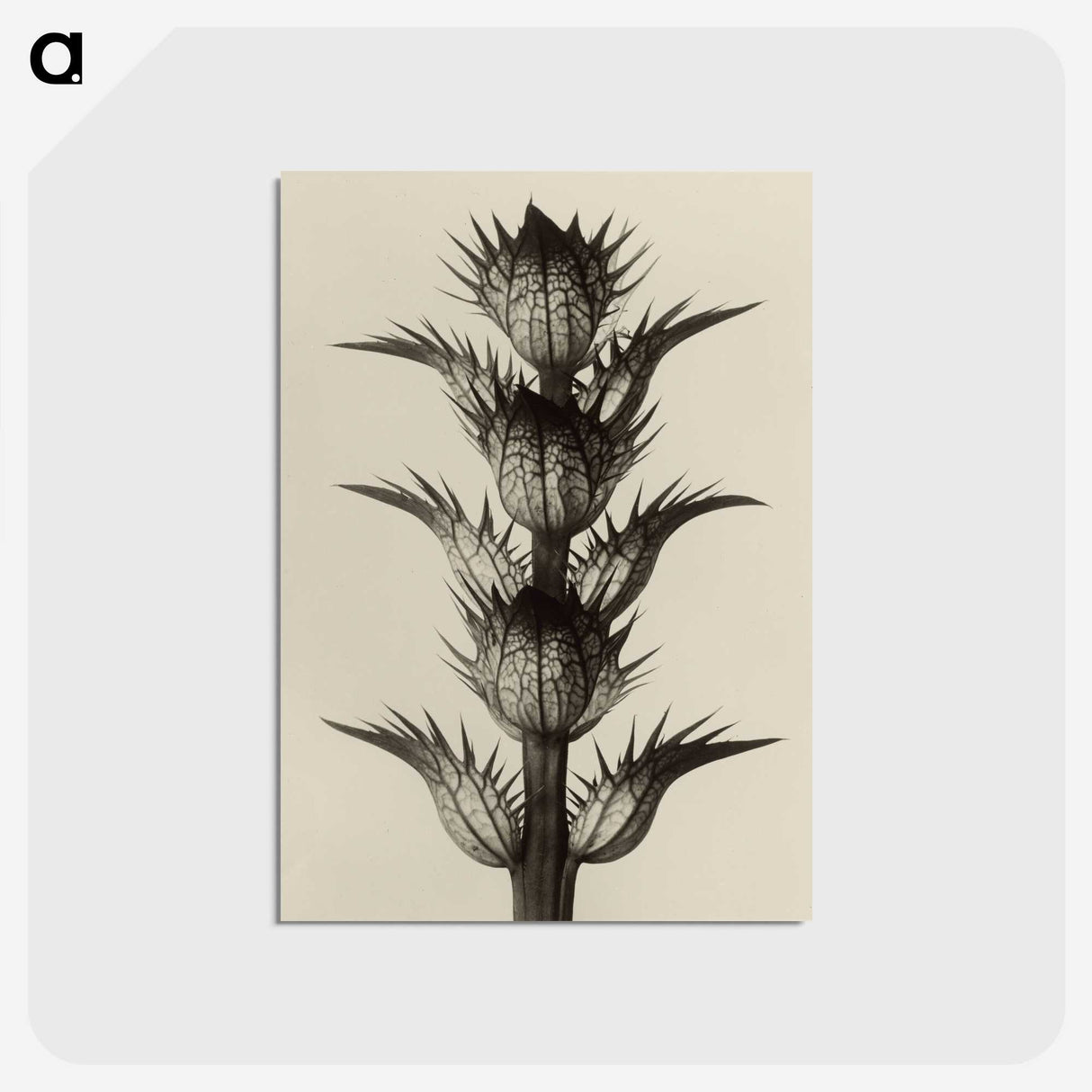 1-4_Karl-Blossfeldt_postcard