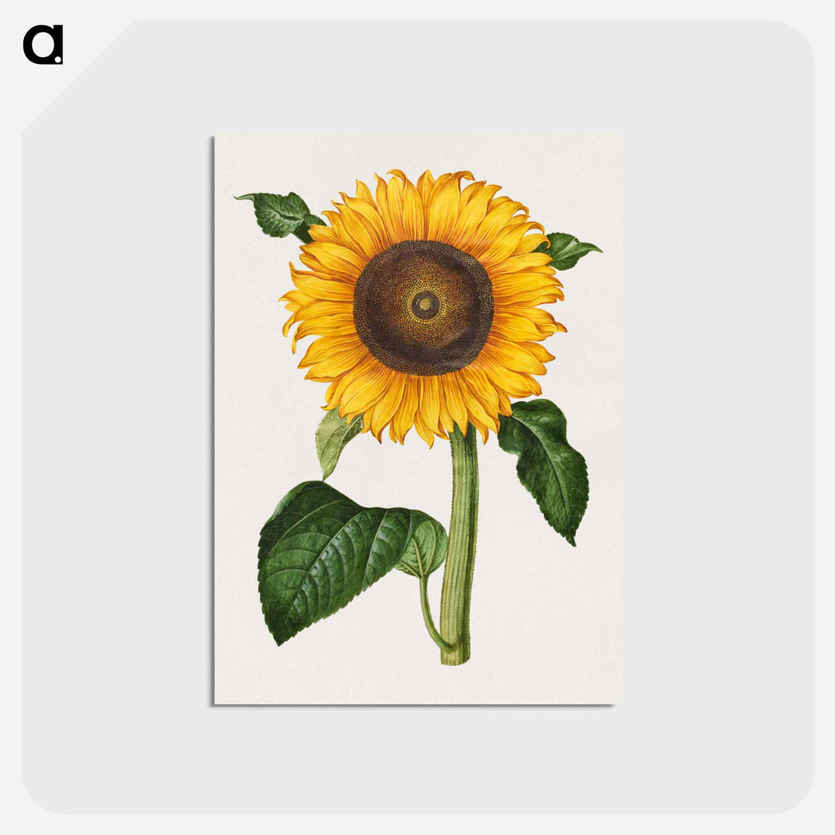 アートポストカード-Helianthus annuus
- マリア ジビーラ メーリアン Postcard.