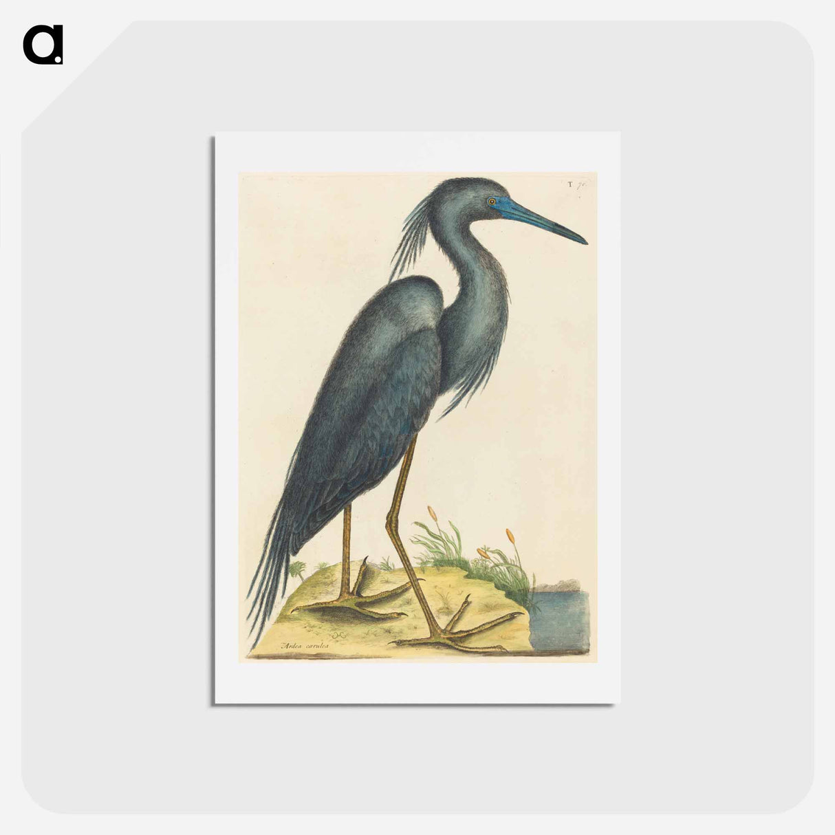 アートポストカード-The Blue Heron
- マーク ケイツビー Postcard.