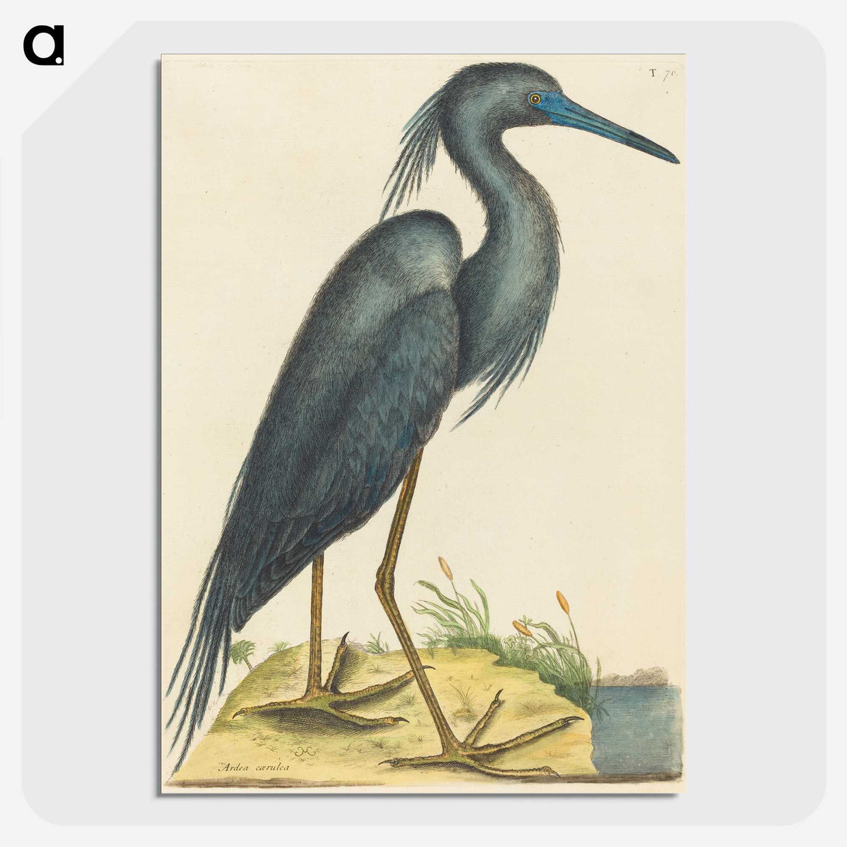 1-4_Mark-Catesby_picture-crop