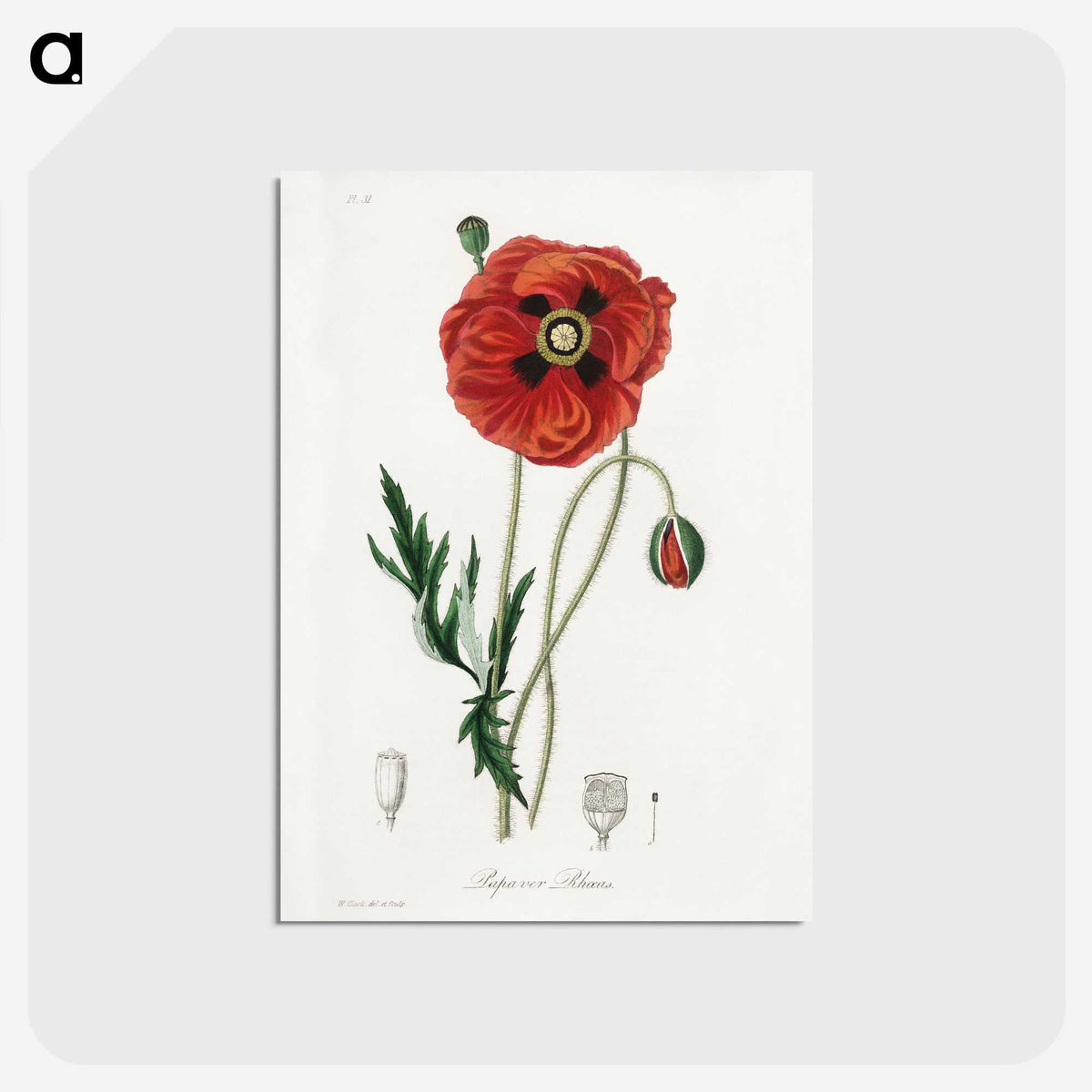 1-4_Medical-Botany_postcard