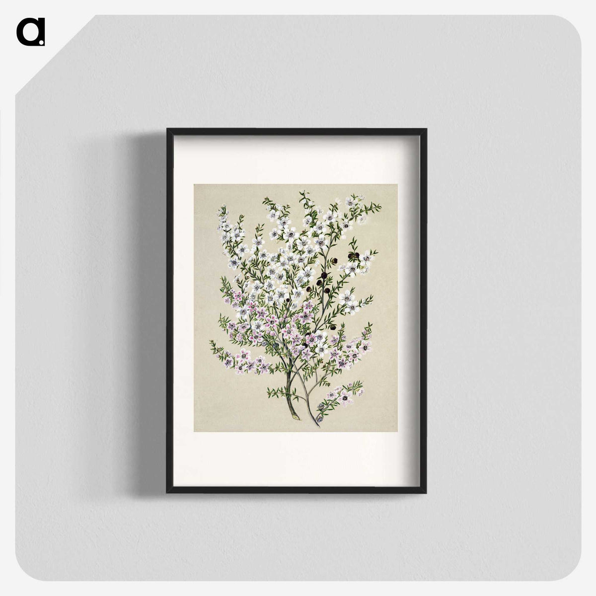 1-4_Native-Flowering-Plants-of-New-Zealand_blk