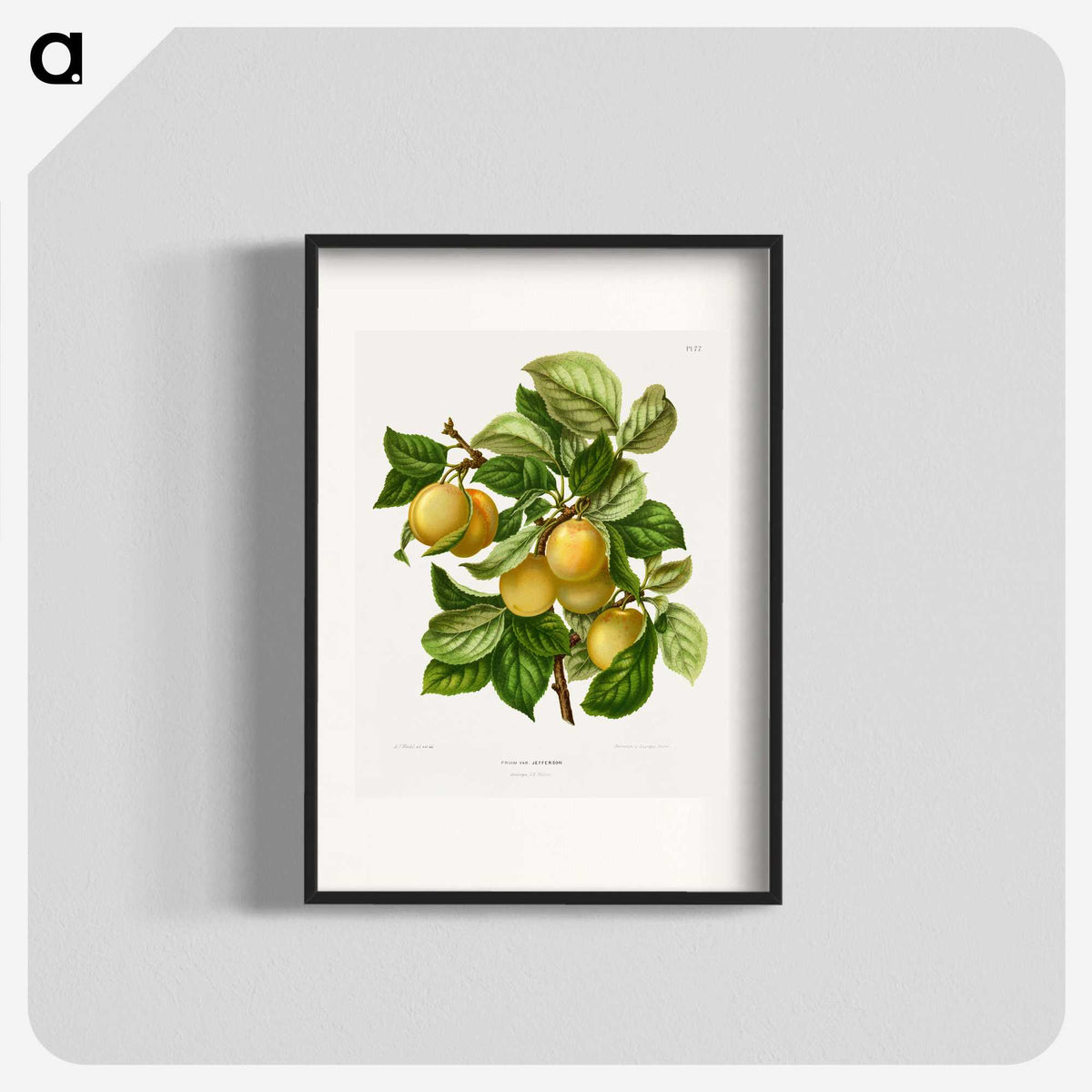 1-4_Nederlandsche-Flora-en-Pomona_blk