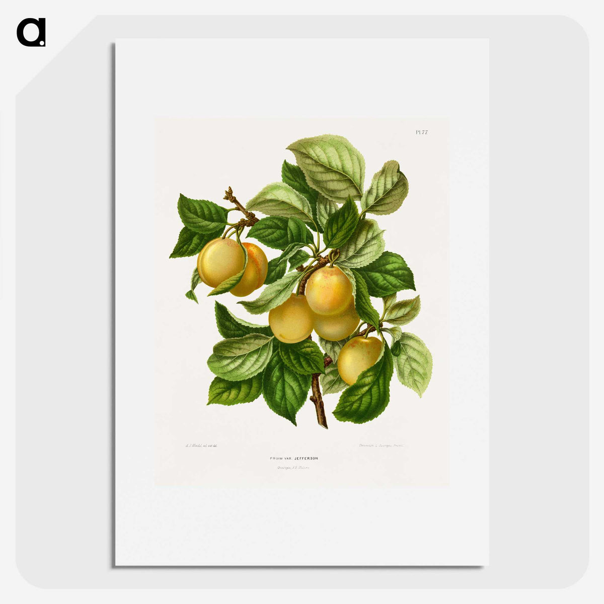 1-4_Nederlandsche-Flora-en-Pomona_picture