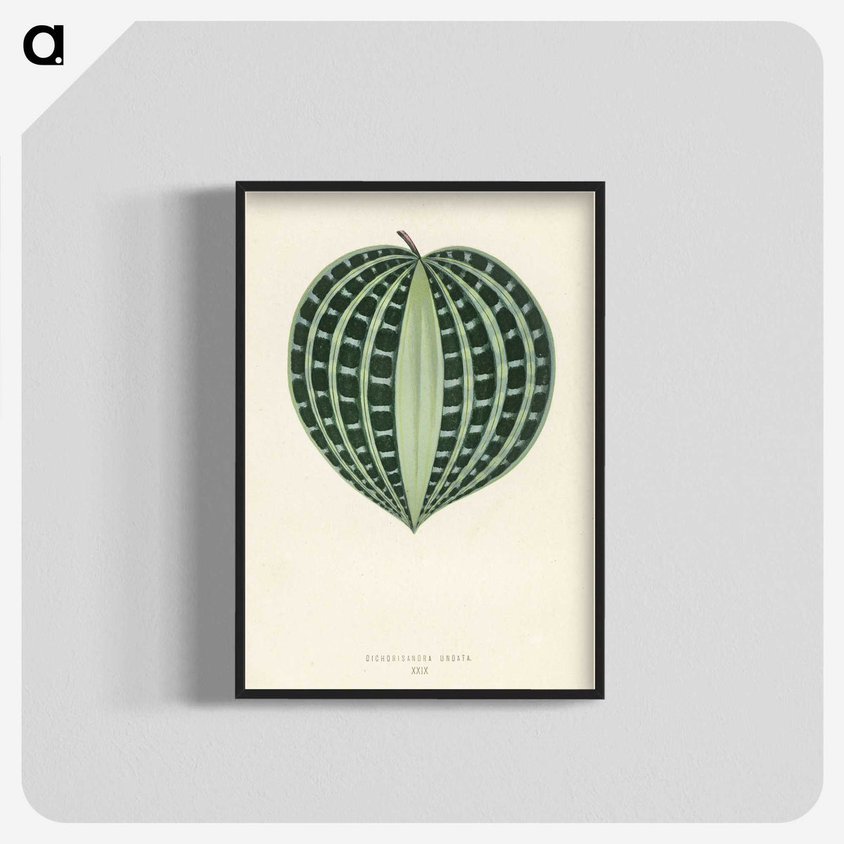 1-4_New-and-Rare-Beautiful-Leaved-Plants_blk-crop