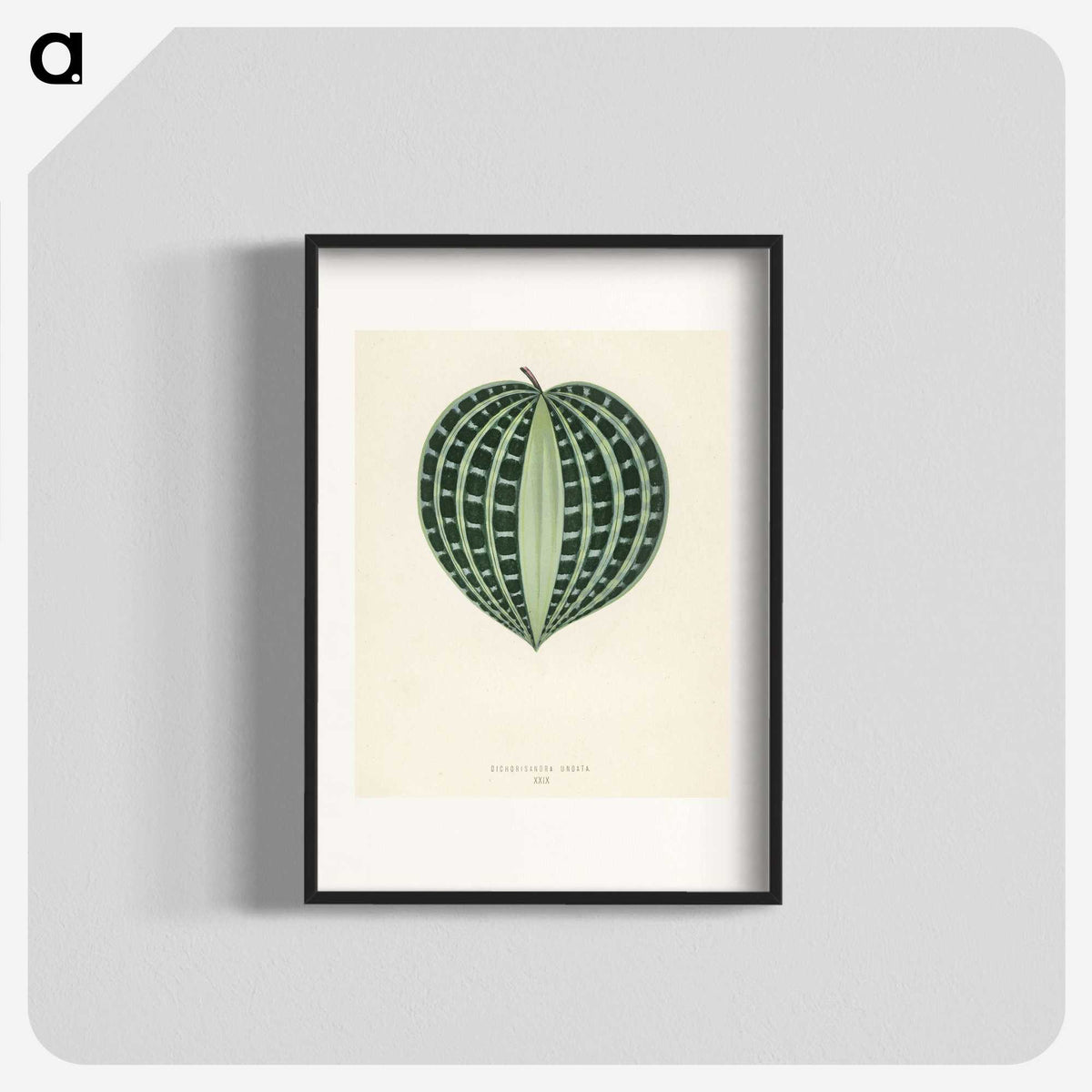 1-4_New-and-Rare-Beautiful-Leaved-Plants_blk