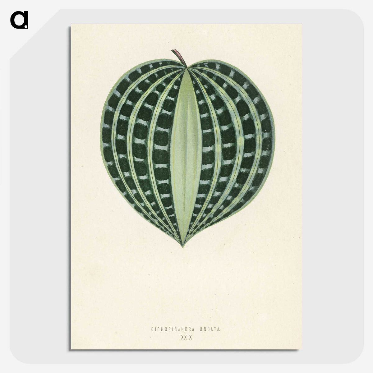 1-4_New-and-Rare-Beautiful-Leaved-Plants_picture-crop