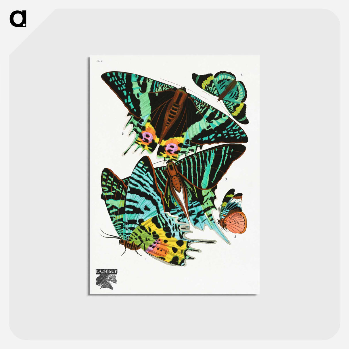 アートポストカード-Vintage Butterflies
- パピヨン Postcard.
