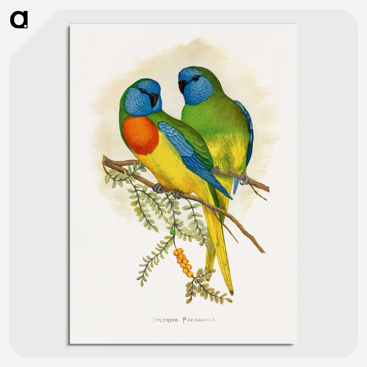 1-4_Parrots-in-Captivity_picture-crop