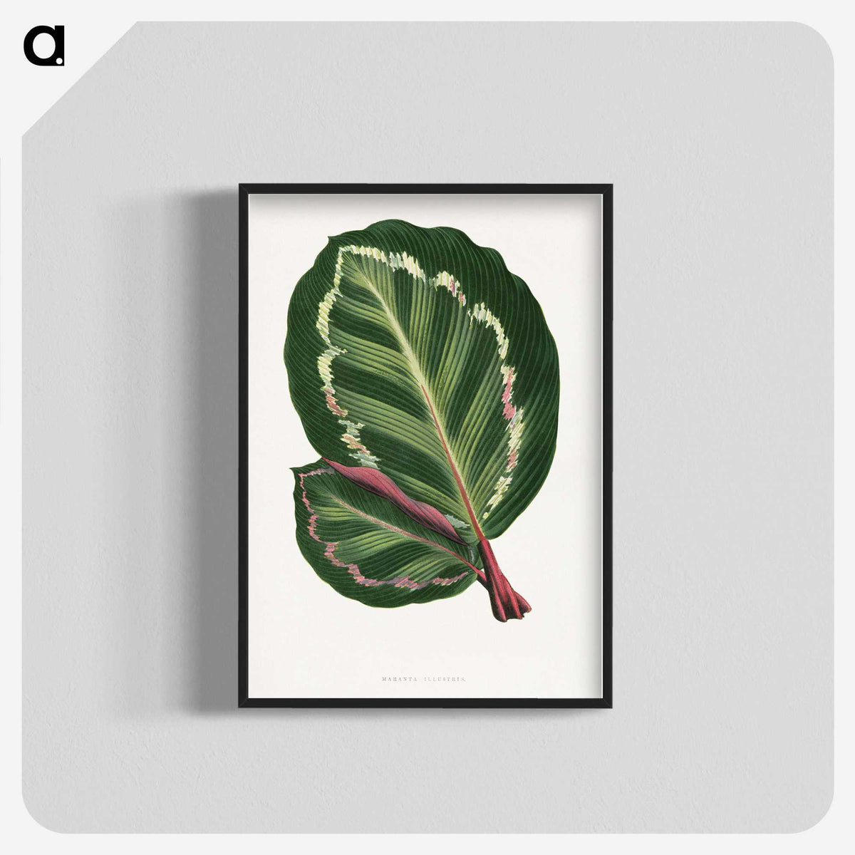 1-4_Plants-with-Colored-Foliage_blk-crop