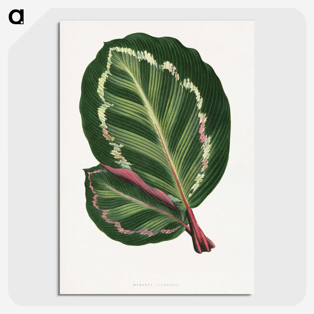 1-4_Plants-with-Colored-Foliage_picture-crop