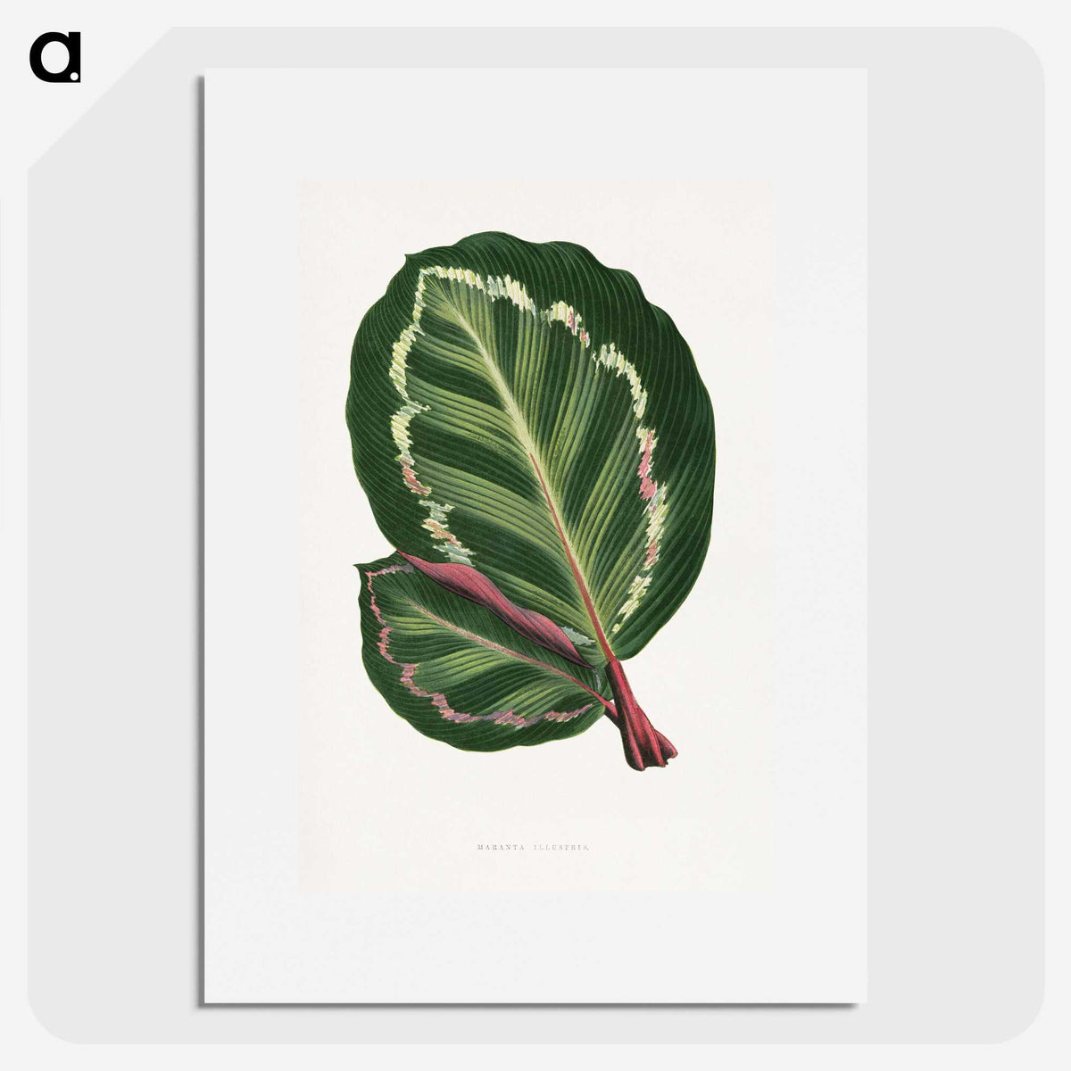 1-4_Plants-with-Colored-Foliage_picture