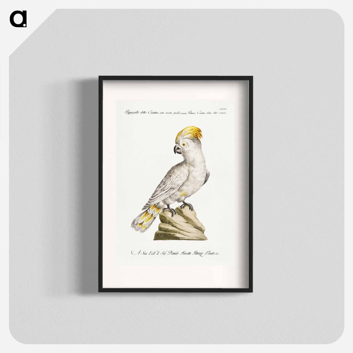 Cockatoo
- サヴェリオ マネッティ Poster.