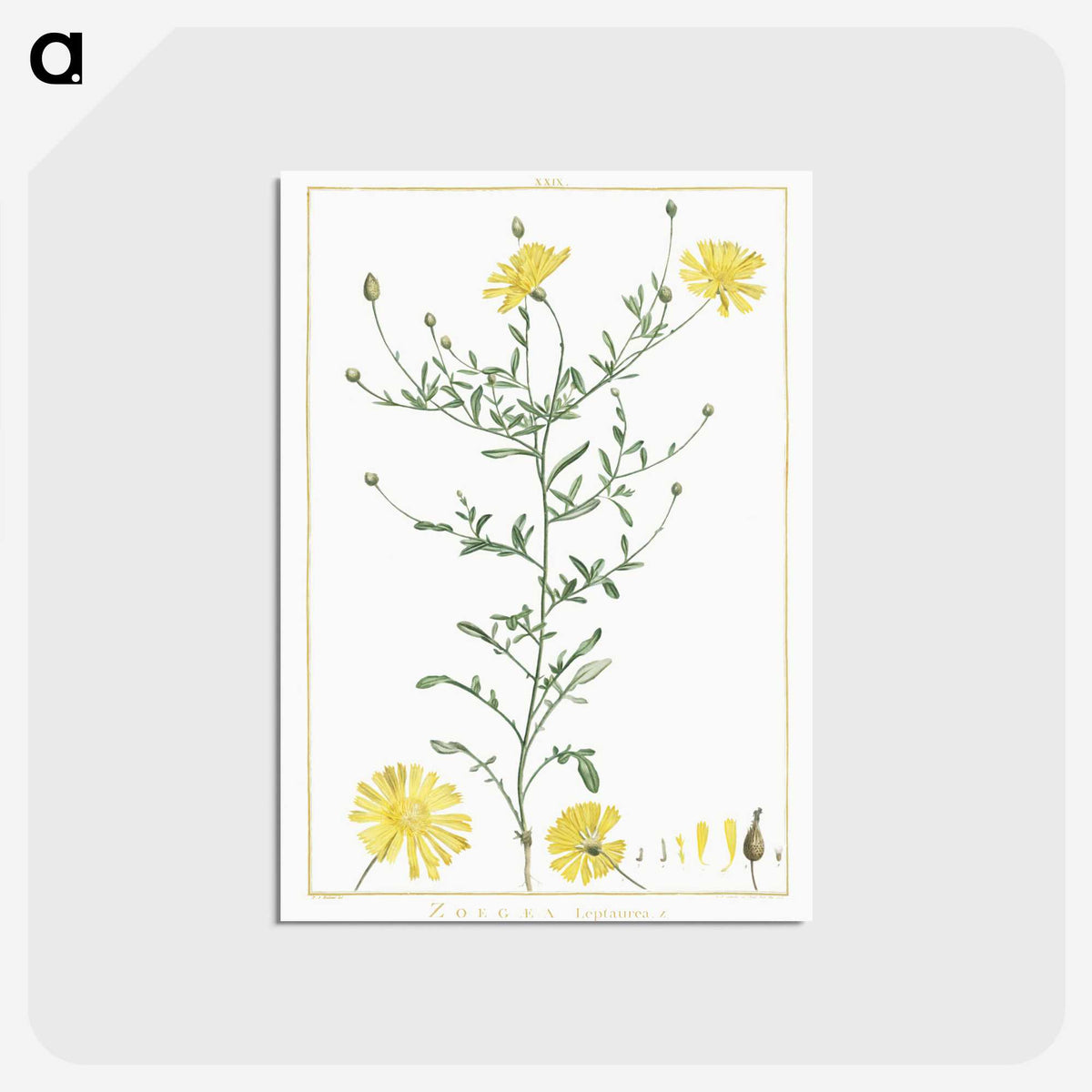 1-4_Stirpes-Novae_postcard