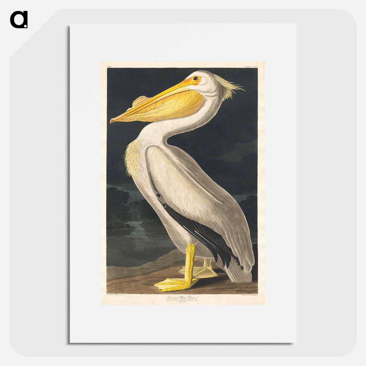 アートポスター-American White Pelican from Birds of America
- アメリカの鳥たち Poster.
