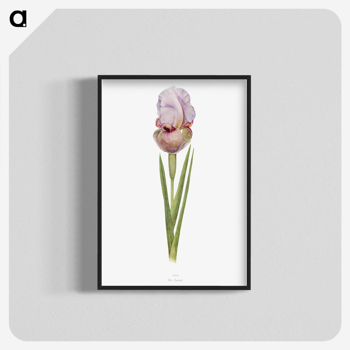 1-4_The-Genus-Iris_blk-crop