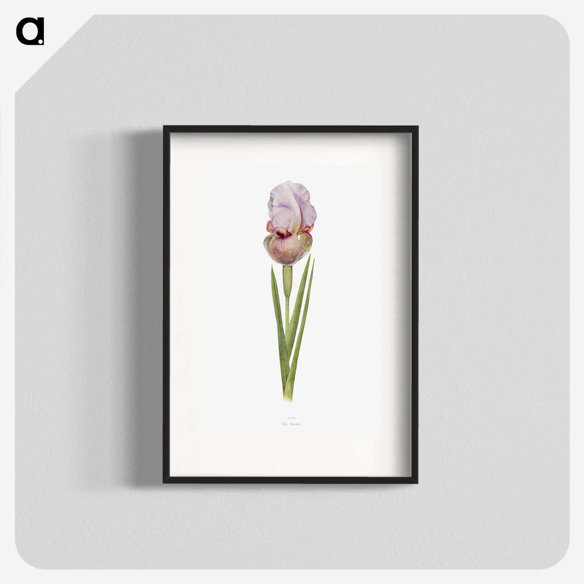 1-4_The-Genus-Iris_blk