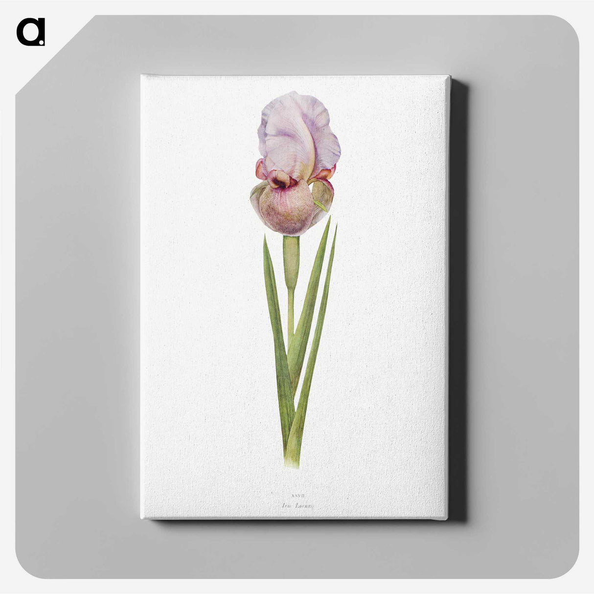 1-4_The-Genus-Iris_canvas
