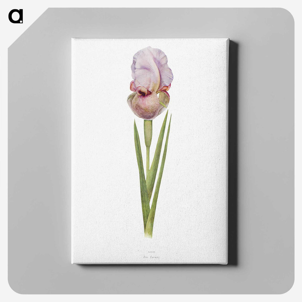 1-4_The-Genus-Iris_canvas