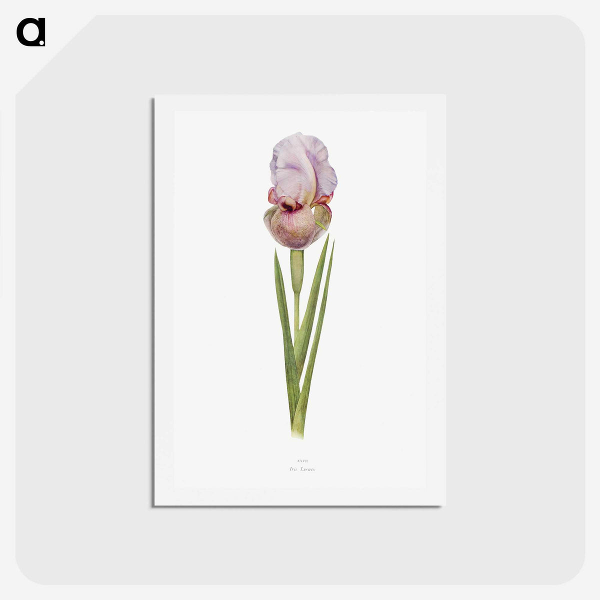 1-4_The-Genus-Iris_hagaki