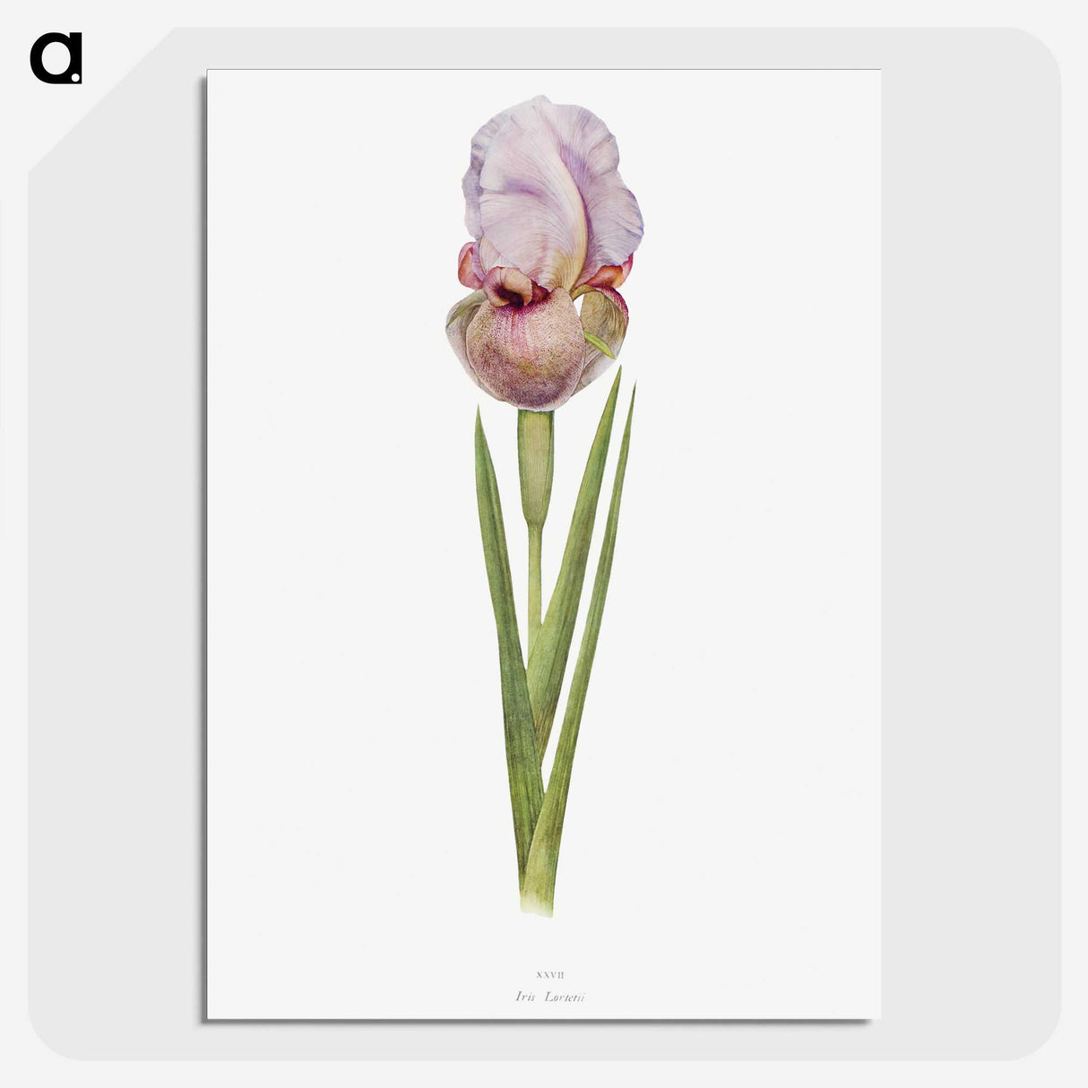 1-4_The-Genus-Iris_picture-crop