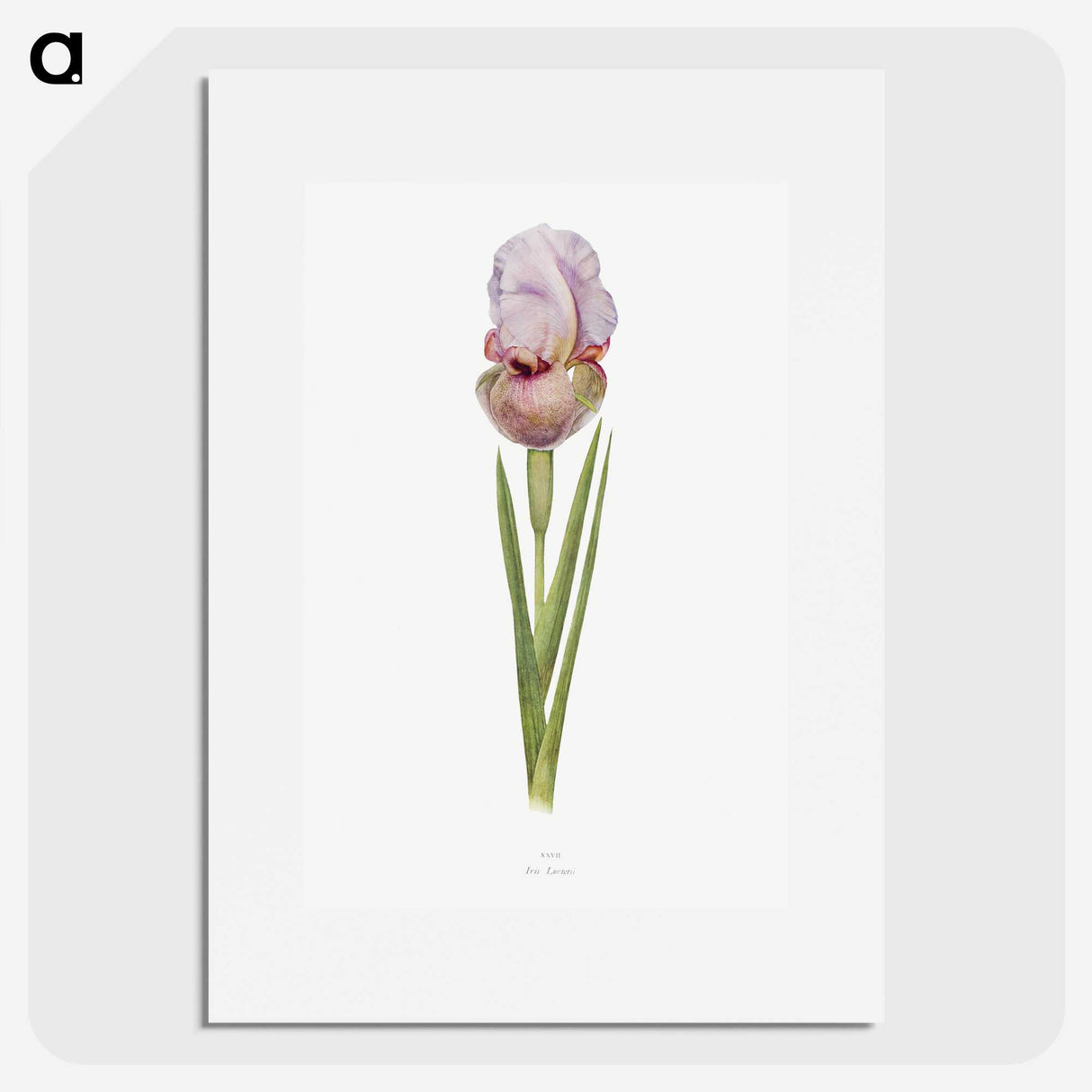 1-4_The-Genus-Iris_picture