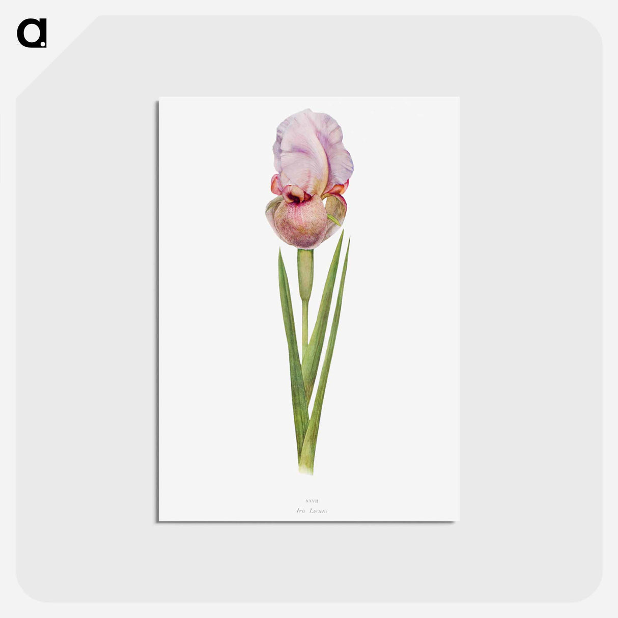 1-4_The-Genus-Iris_postcard