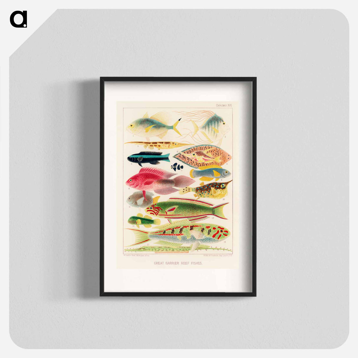 Great Barrier Reef Fishes - オーストラリアのグレートバリアリーフ Poster.