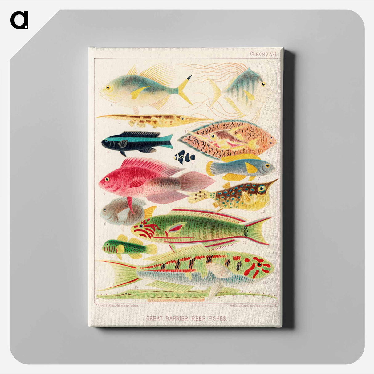 Great Barrier Reef Fishes - オーストラリアのグレートバリアリーフ Canvas.