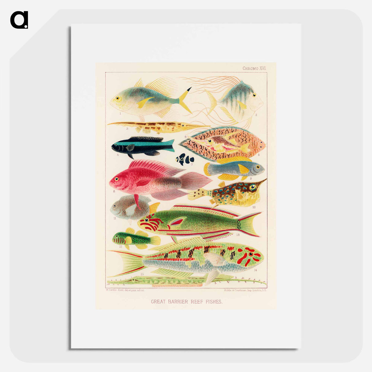 Great Barrier Reef Fishes - オーストラリアのグレートバリアリーフ Poster.