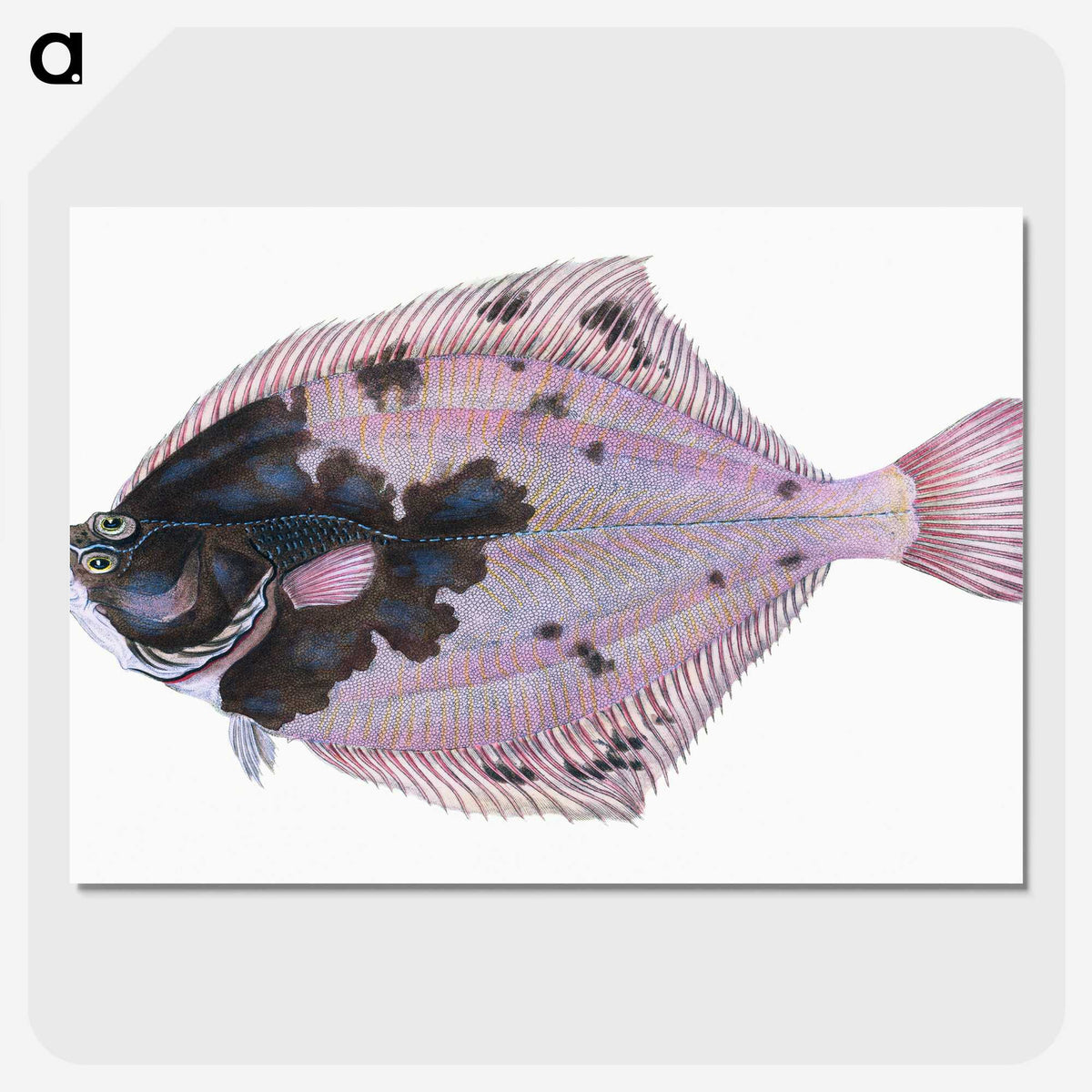1-4_The-Natural-History-of-British-Fishes_picture-crop
