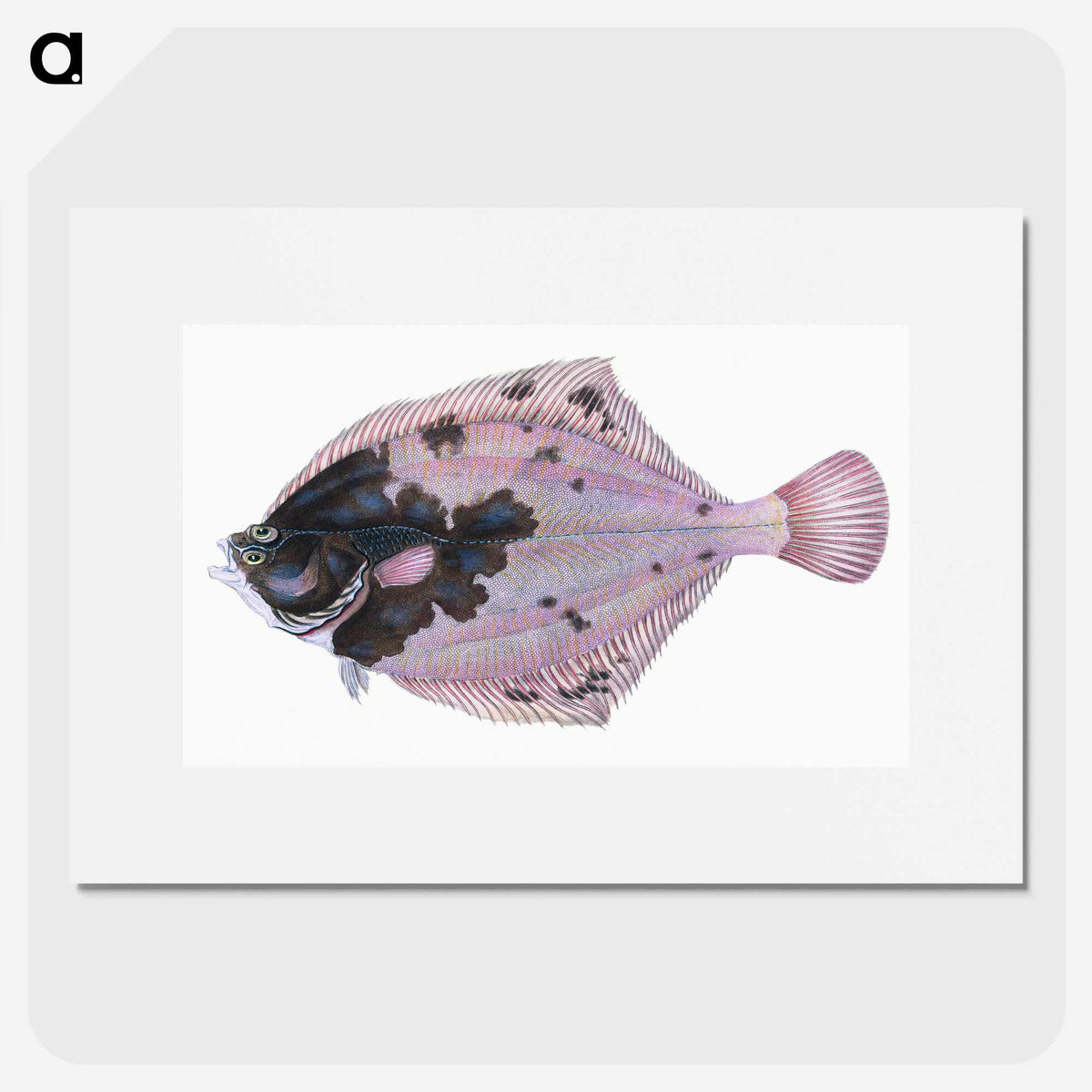 1-4_The-Natural-History-of-British-Fishes_picture