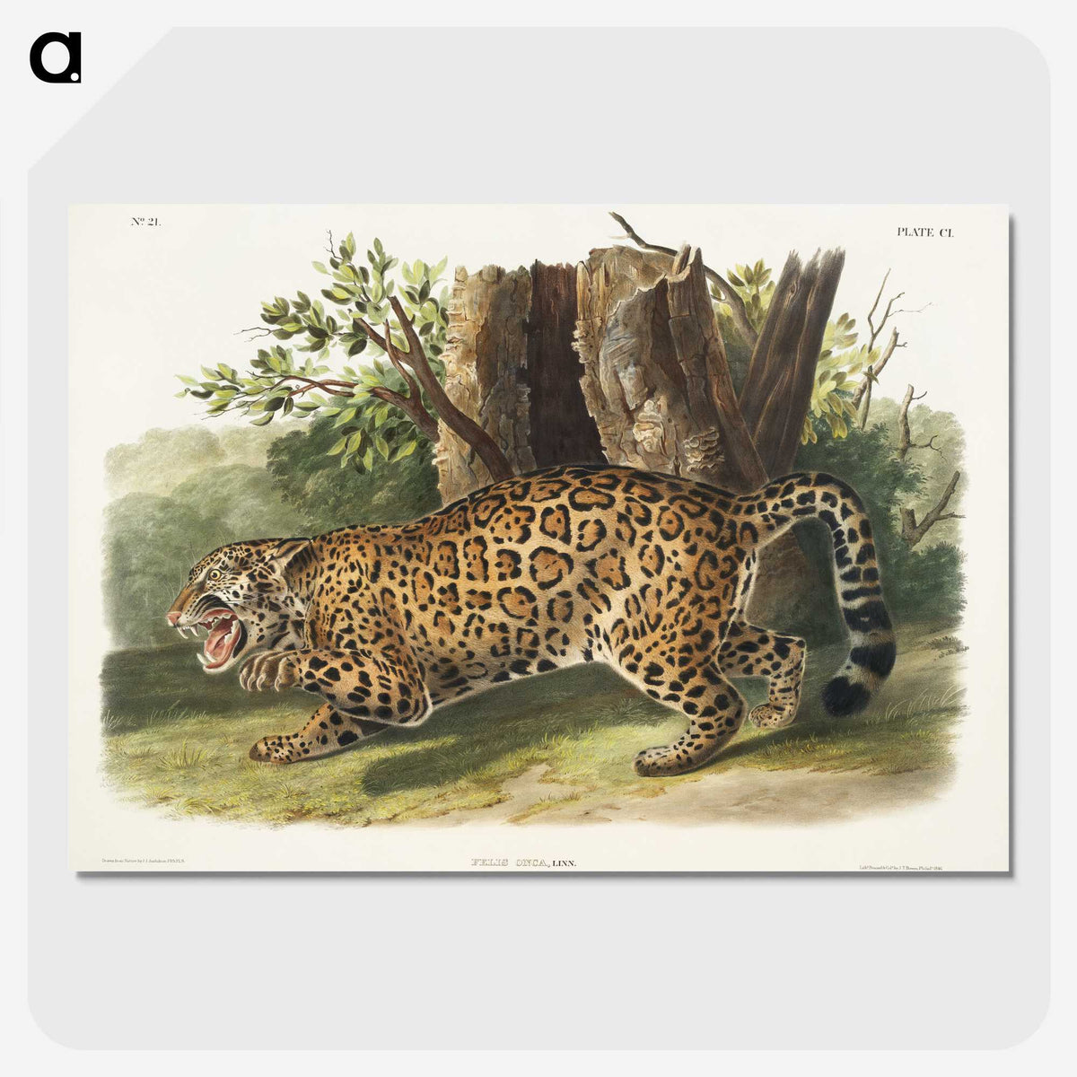 1-4_The-Viviparous-Quadrupeds_picture-crop
