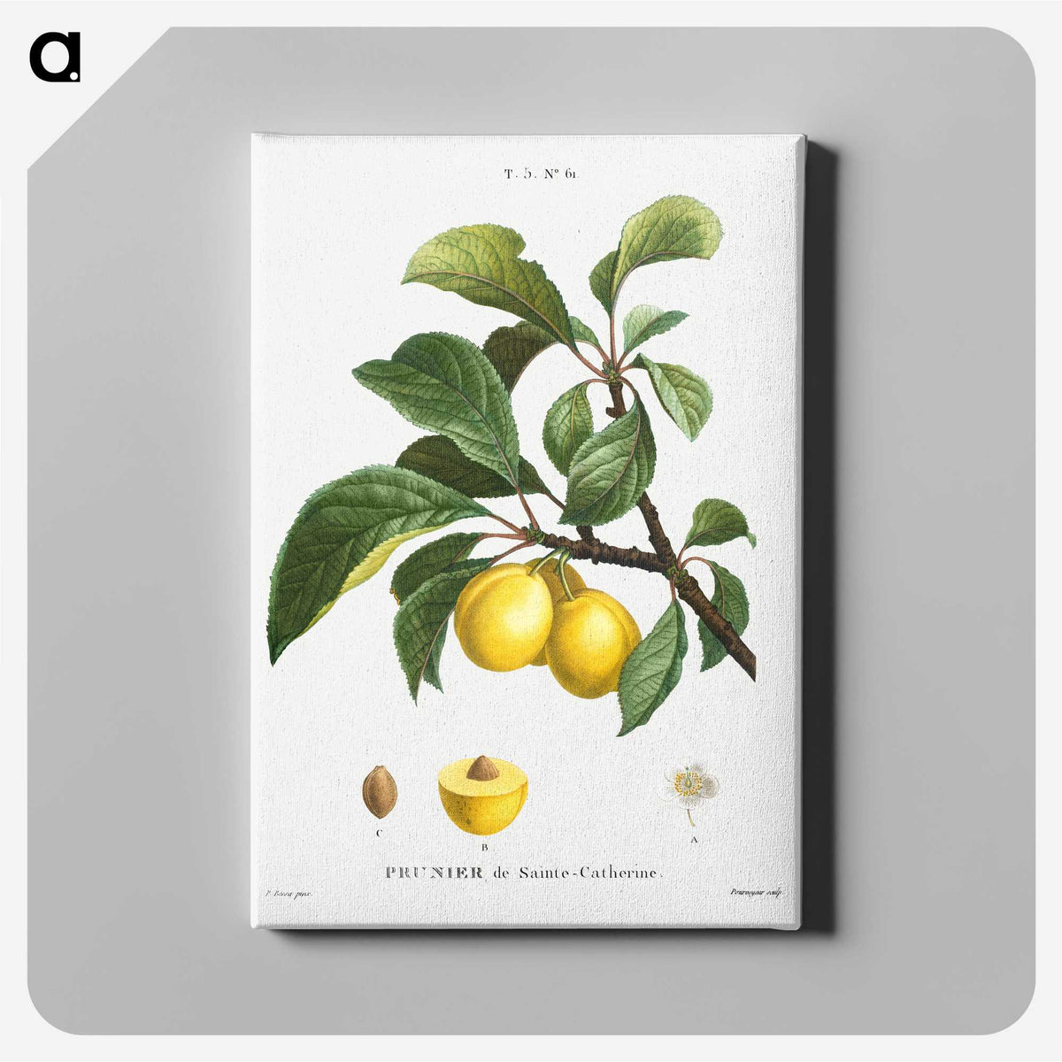 1-4_Treatise-on-Trees-and-Shrubs_canvas