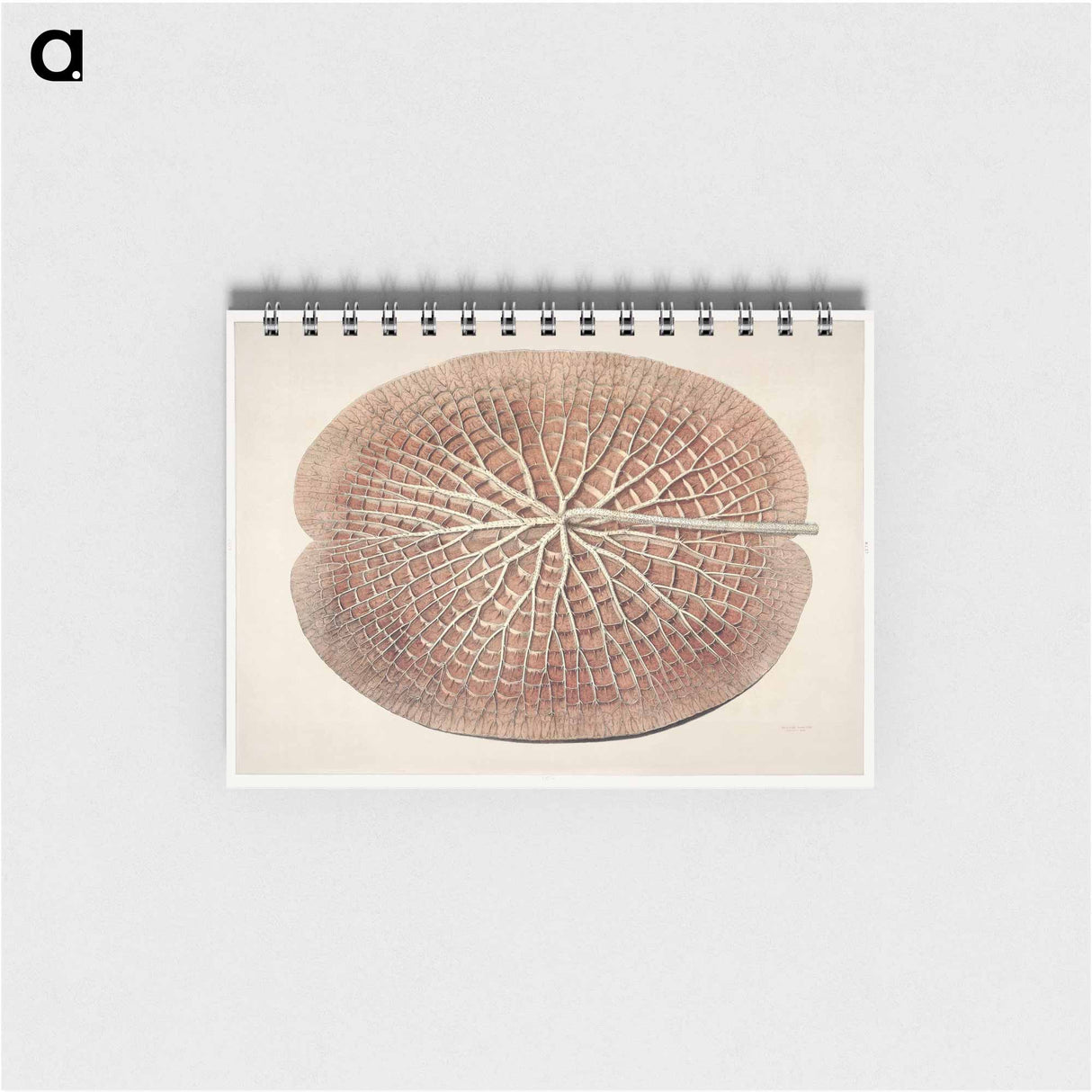 The Victoria Regia; or the Great Water Lily of America - ビクトリア レジア Memo.