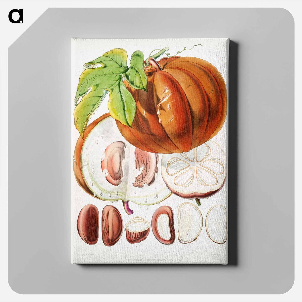 Chinese Lard Seed (Hodgsonia Heteroclita) - Walter Hood Fitch Canvas.