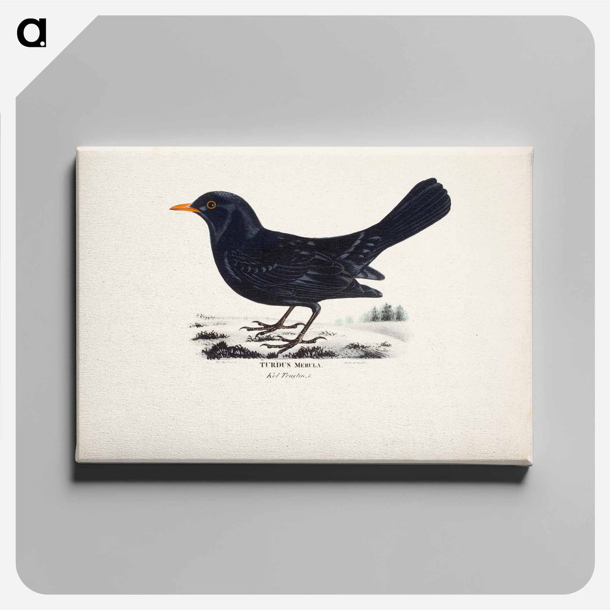 アートパネル-Blackbird, male, Wilhelm von Wright - ヴィルヘルム フォン ライト Canvas.