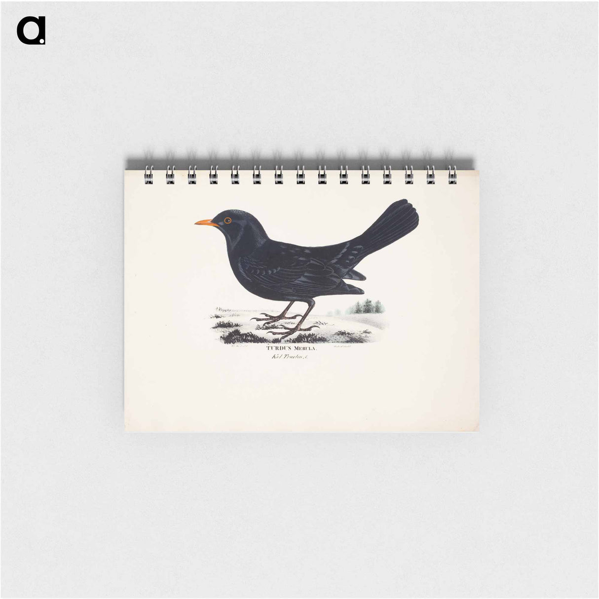 アートメモ帳-Blackbird, male, Wilhelm von Wright - ヴィルヘルム フォン ライト Memo.