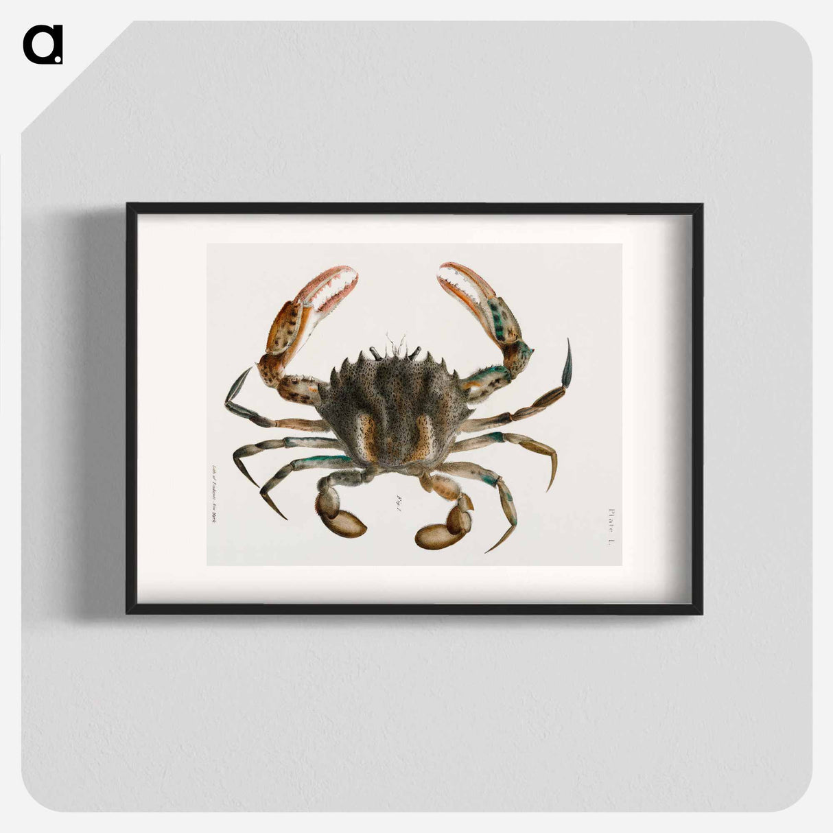 Lady Crab - ニューヨークの動物学 Poster.