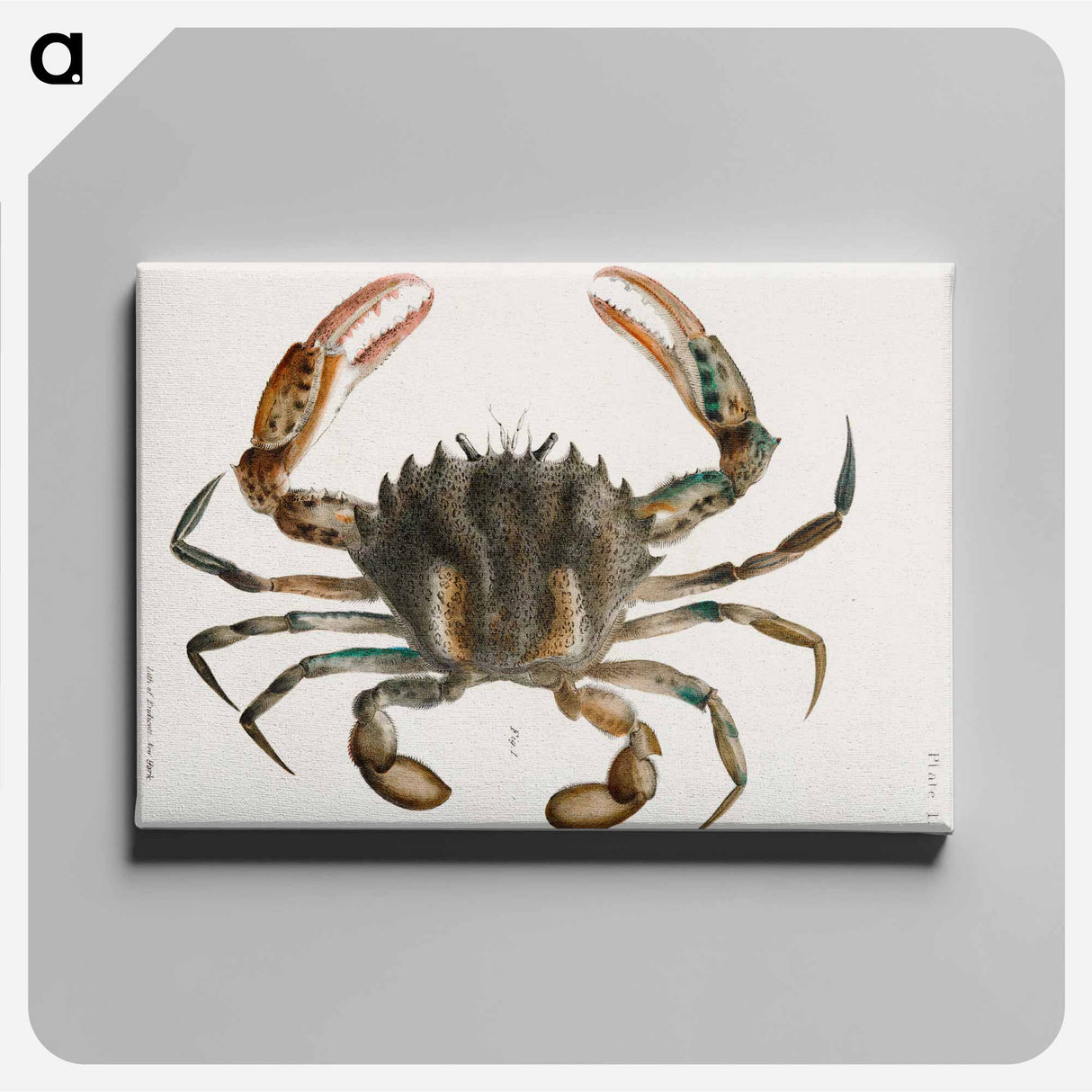 Lady Crab - New York Zoology Canvas.